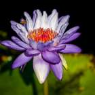 A waterlily emerges to show off its beautiful purple bloom for a passing bee. Art Print